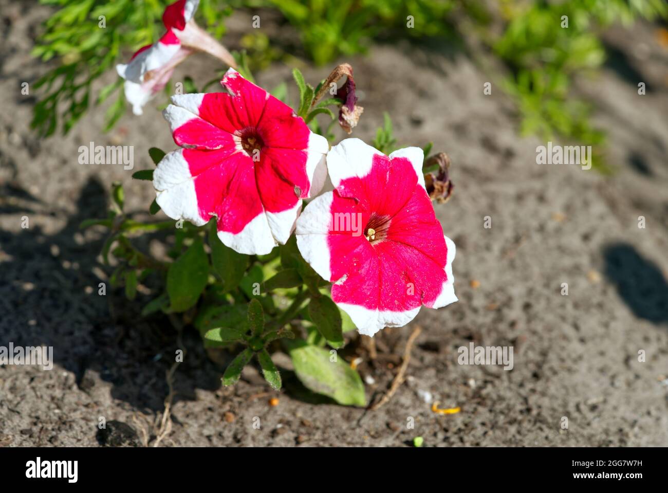 Petunia rosso fiore con i lati bianchi foto stock Foto Stock