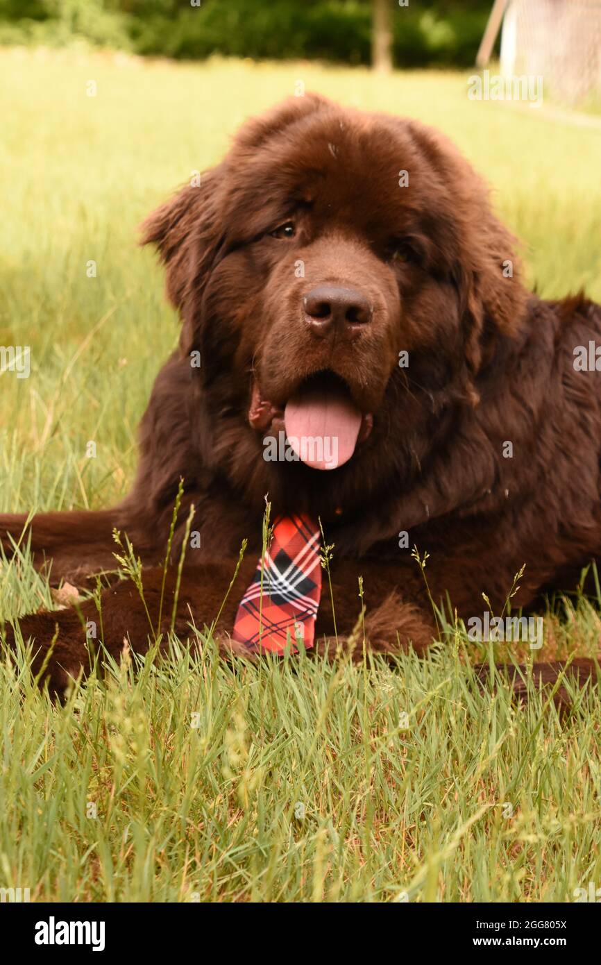 Cane Terranova marrone al cioccolato con cravatta adagiato in erba. Foto Stock