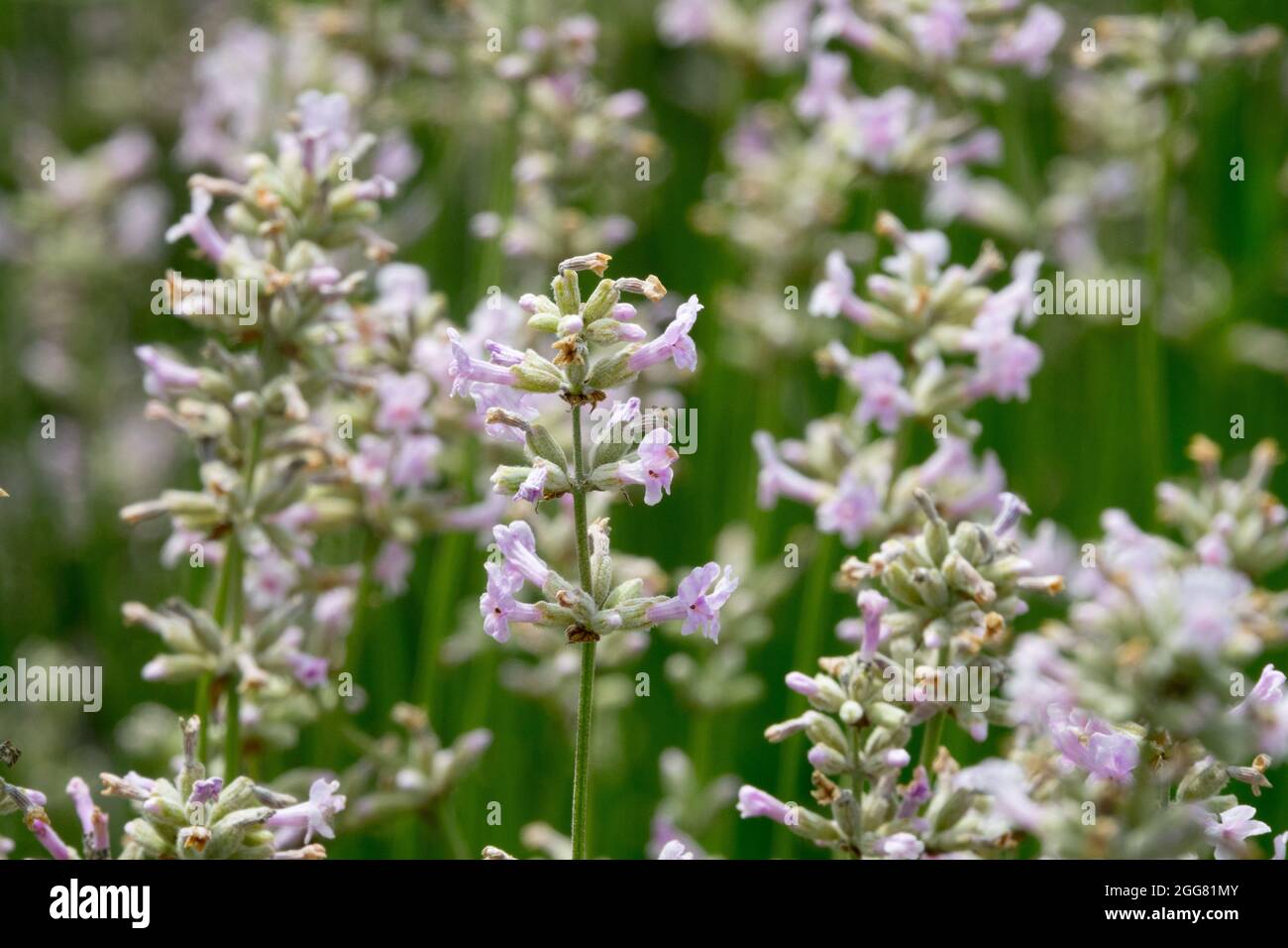 Inglese Lavanda Lavandula angustifolia 'Hidcote Pink' Foto Stock