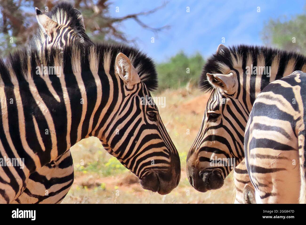 Pianure selvatiche Zebra (Equus quagga) che si cuoce al caldo del sole nella Riserva Naturale Namibia Foto Stock