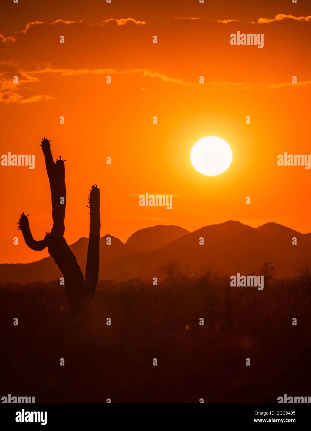 Tramonto caldo del deserto sopra il saguaro, crisi climatica, riscaldamento globale Foto Stock