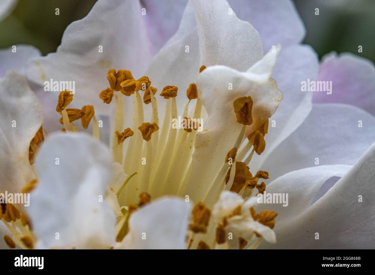 Macro vista di camellia bianca fiore che mostra stamens e polline Foto Stock