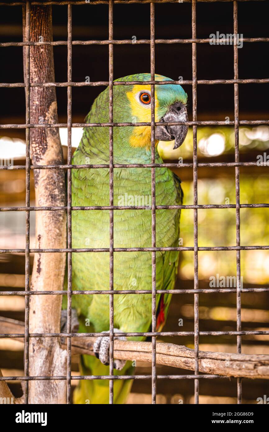 Pappagallo, uccelli della famiglia dei pappagalli. Uccello brasiliano tenuto in cattività per essere illegalmente originato Foto Stock