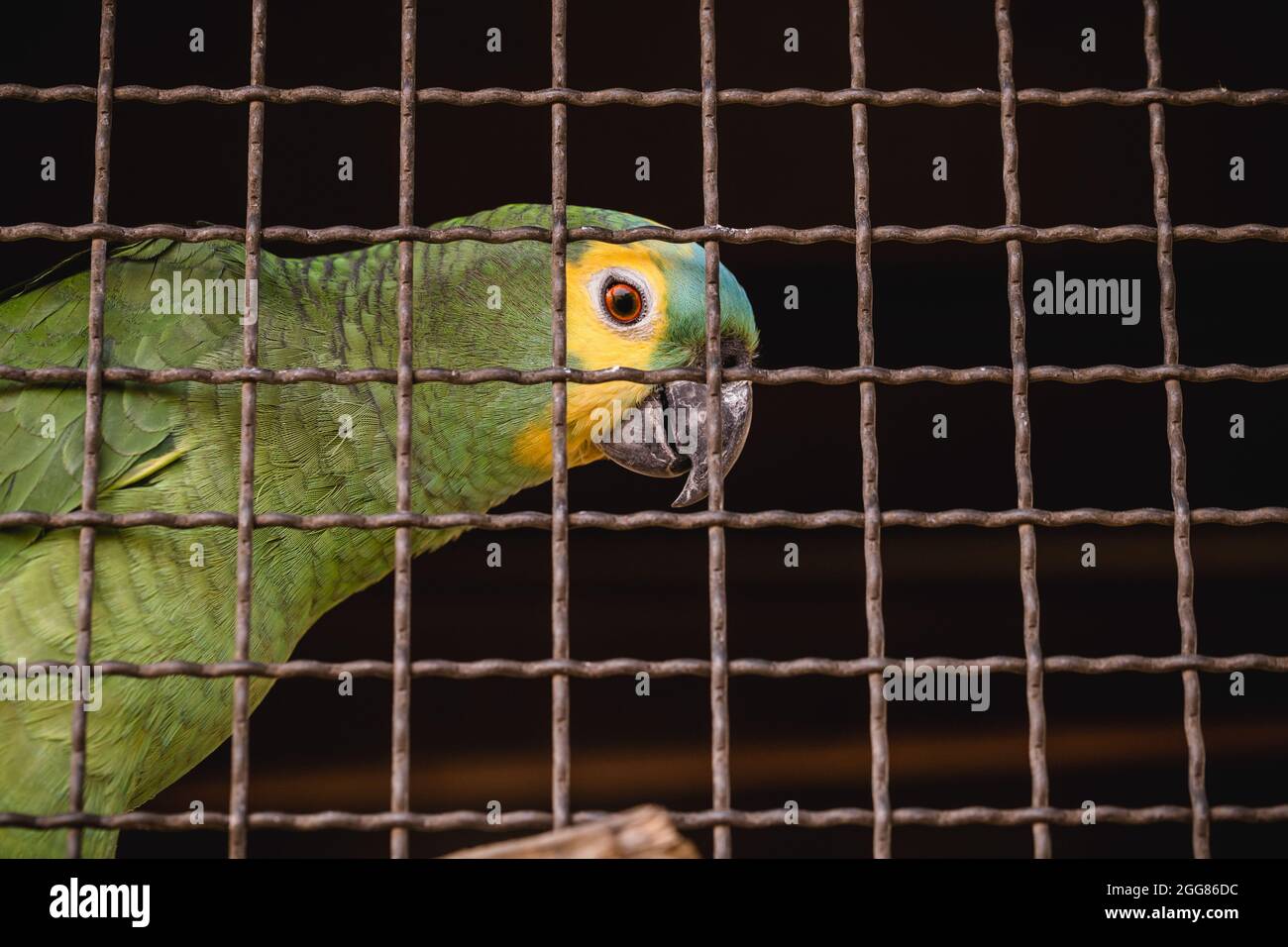Maritaca, piccolo pappagallo della famiglia dei pappagalli. Uccello del Brasile in cattività, criminalità ambientale, sofferenza animale Foto Stock