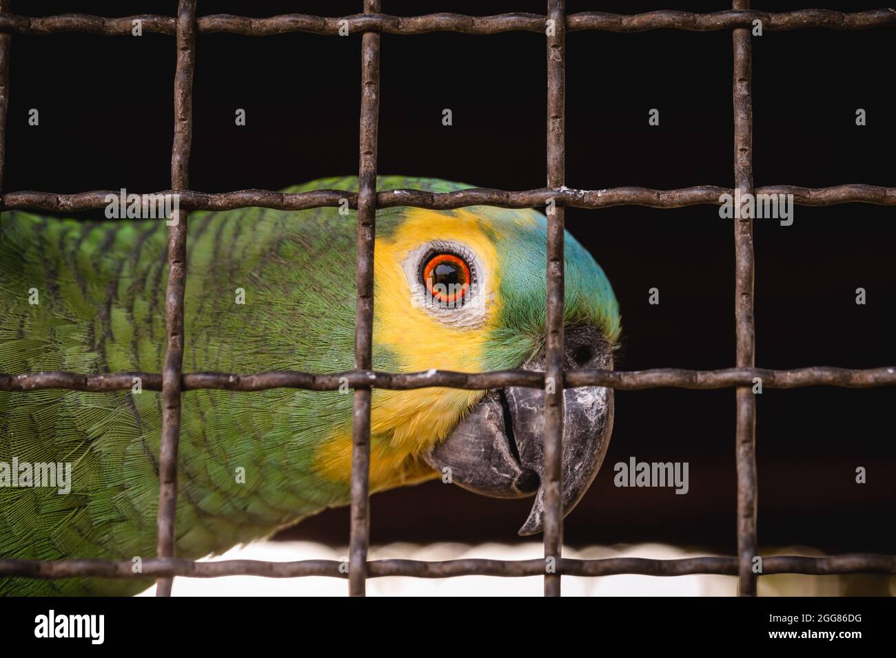 Maritaca, uccello brasiliano della specie del pappagallo. Animali  intrappolati, contrabbando e vendita illegale di animali selvatici Foto  stock - Alamy