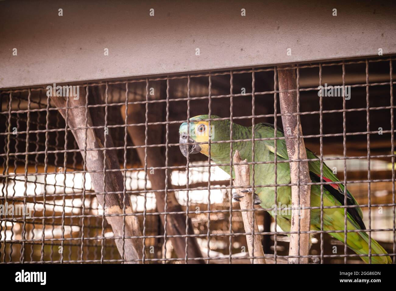 Pappagallo, uccelli della famiglia dei pappagalli. Uccello brasiliano tenuto in cattività per essere illegalmente originato Foto Stock
