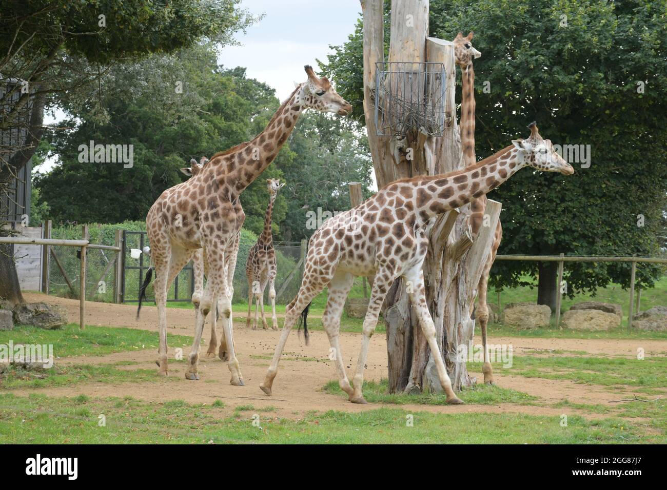 Giraffe da passeggio Foto Stock