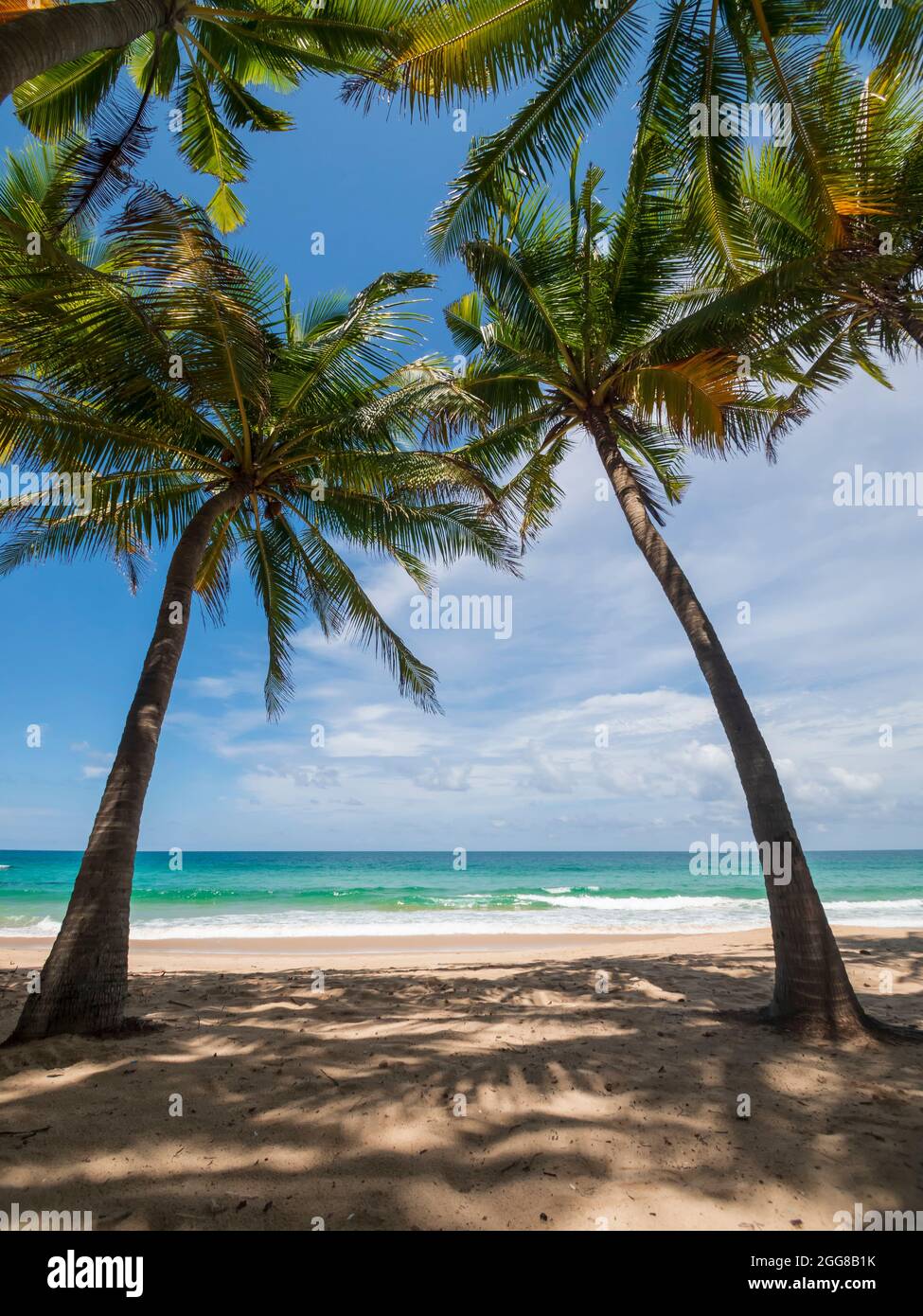 Palme da cocco e mare tropicale. Vacanza estiva e concetto di spiaggia tropicale. La palma di cocco cresce sulla spiaggia di sabbia bianca. Solo palme da cocco in fr Foto Stock