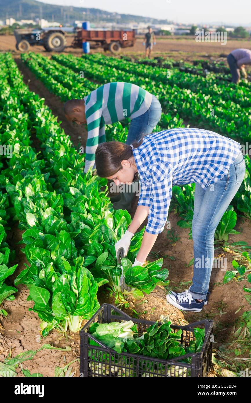 Gruppo multinazionale di lavoratori agricoli che raccolgono la zattera Foto Stock