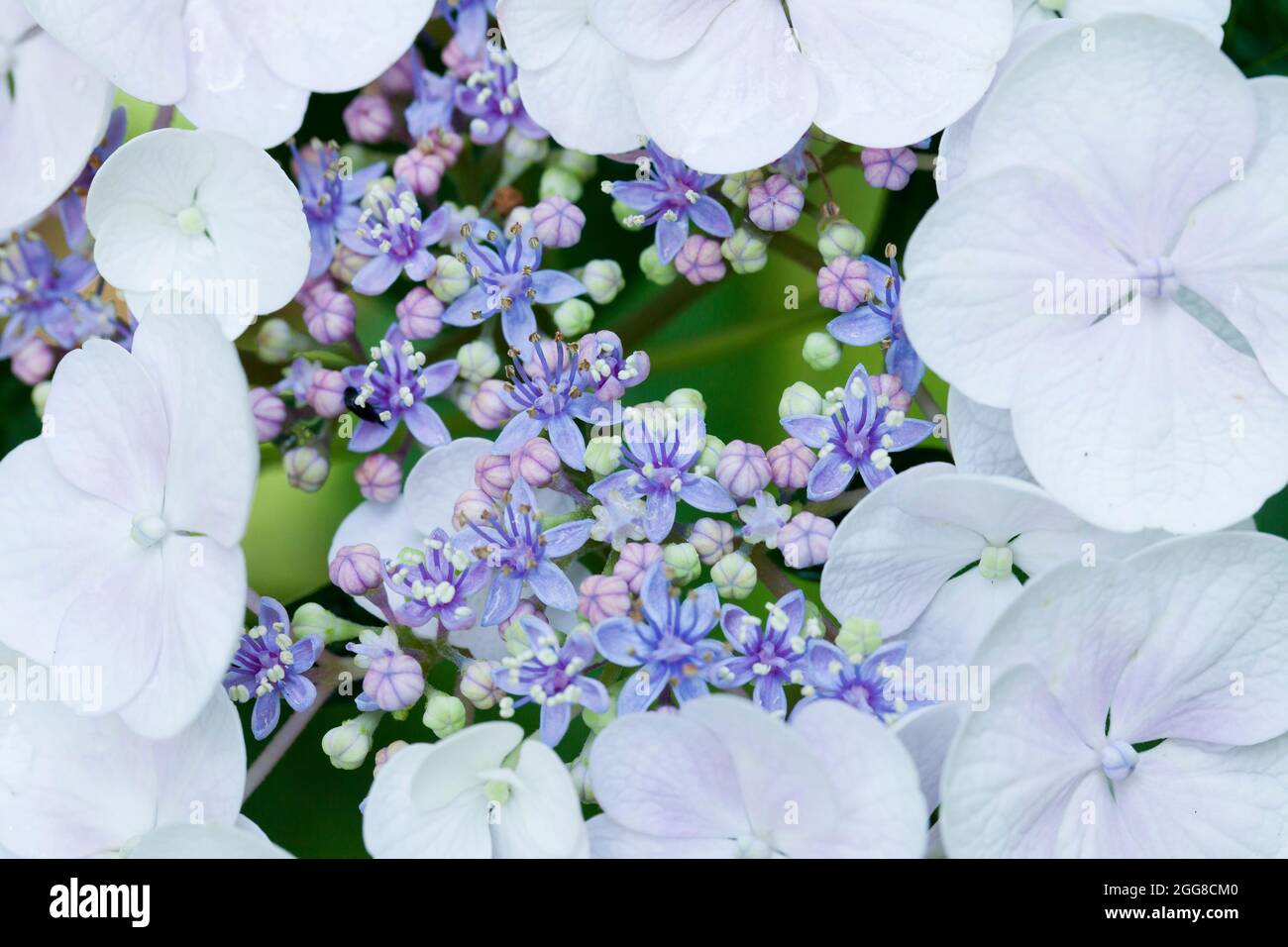 Hydrangea serrata fiore closeup - Virginia USA Foto Stock