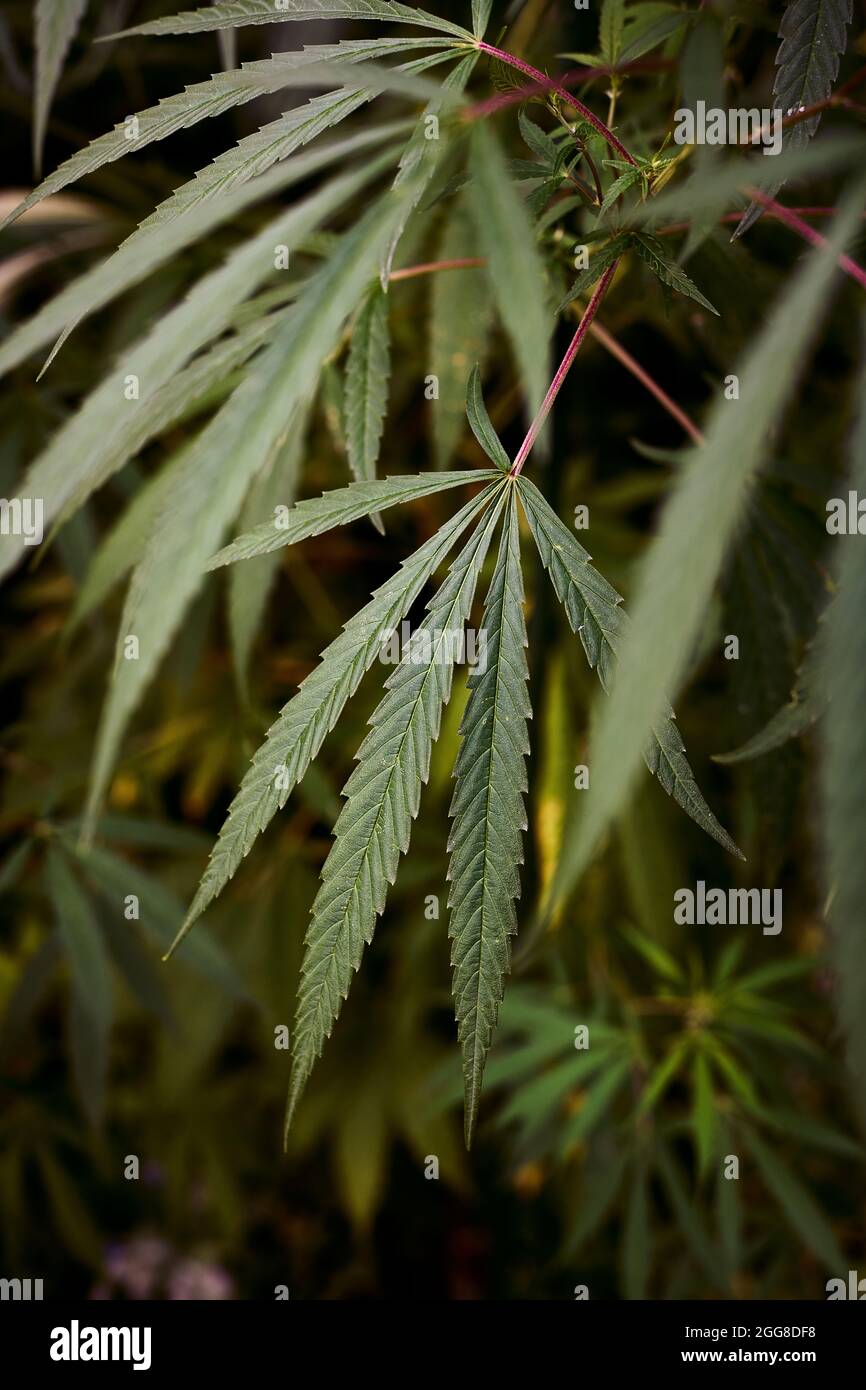 pianta di marijuana Foto Stock