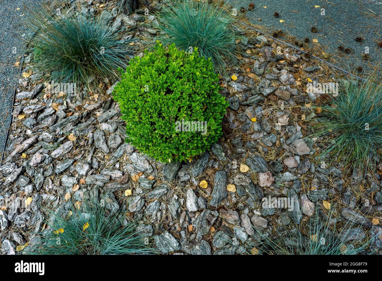 Vista dall'alto, pianta verde a forma di palla, primo piano. Foto di alta  qualità Foto stock - Alamy