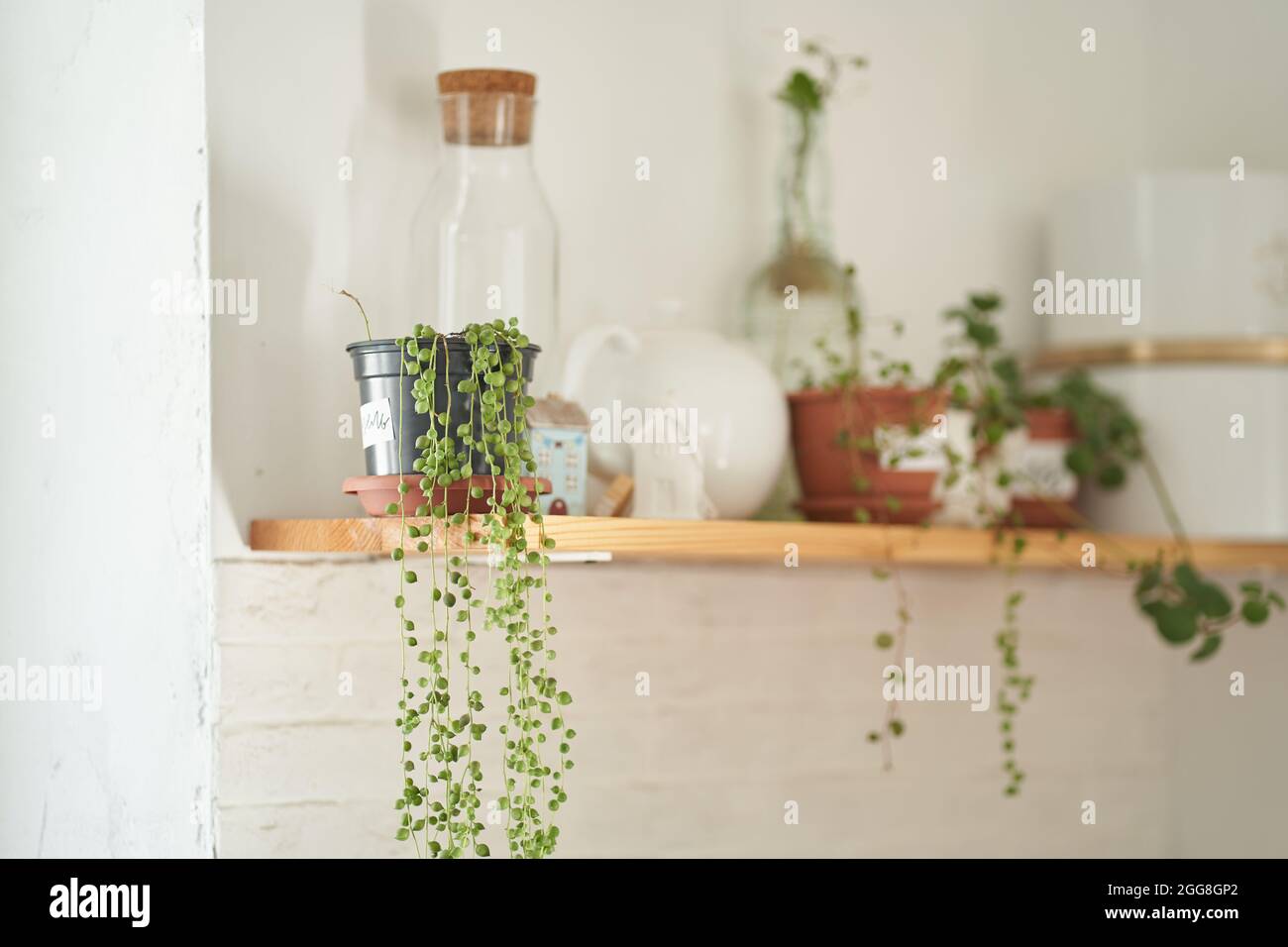 L'attenzione selettiva è prestata ai fiori in pentole. Un set di vasetti di vetro vuoti. Una caraffa bianca. Bella cucina interna, decor. Il concetto di deposito adeguato. Foto di alta qualità Foto Stock