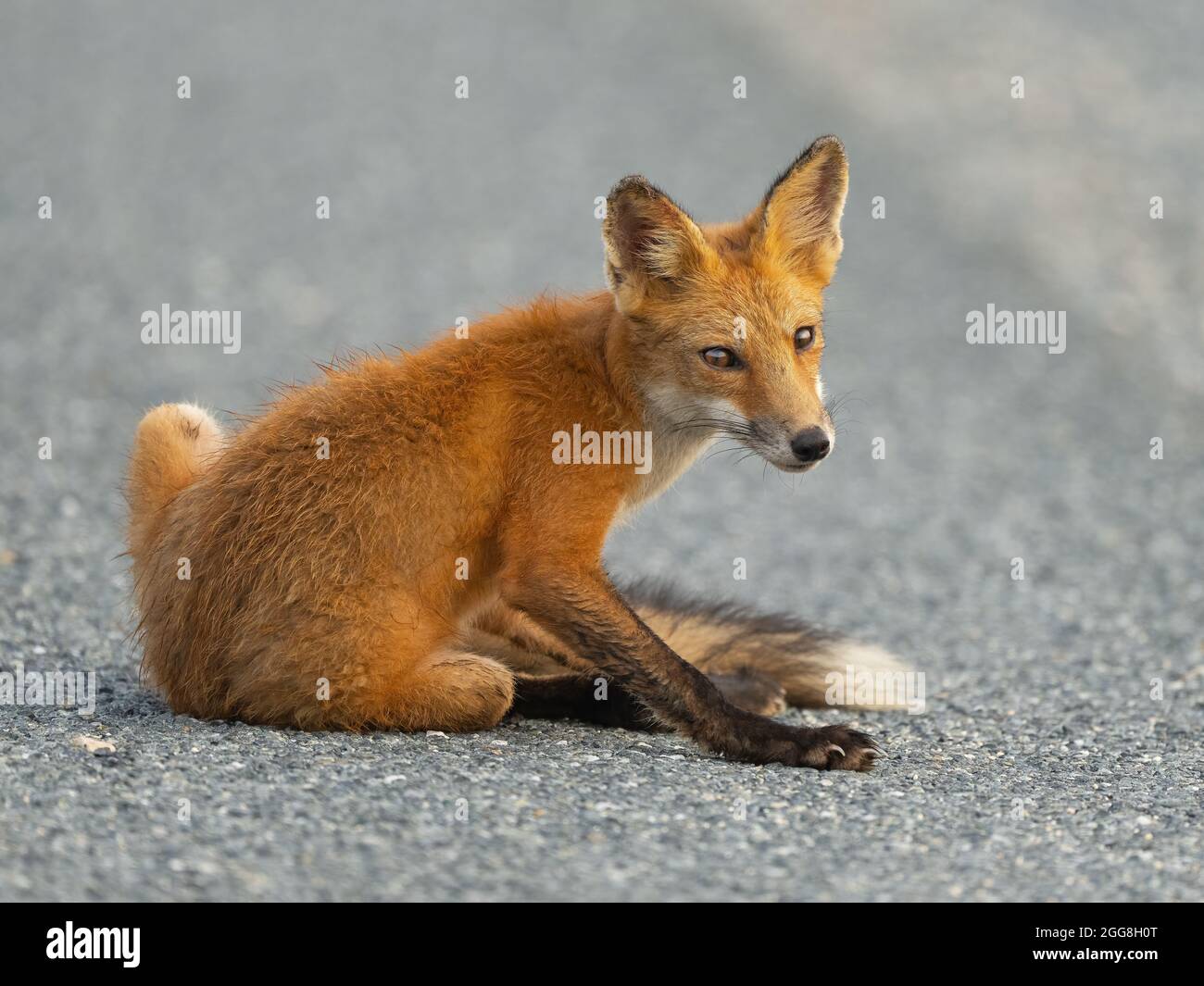 Red Fox seduto in strada Foto Stock