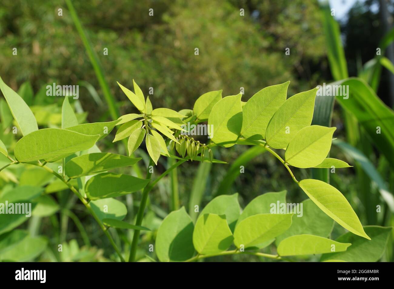 Dalbergia latifolia (nota anche come sonokeling, sanakeling, palissandro) con sfondo naturale. Foto Stock