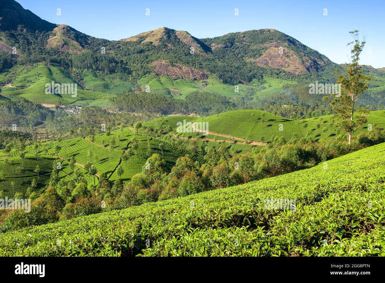 Bello fresco verde piantagioni di tè paesaggio a Munnar, Kerala, India Foto Stock