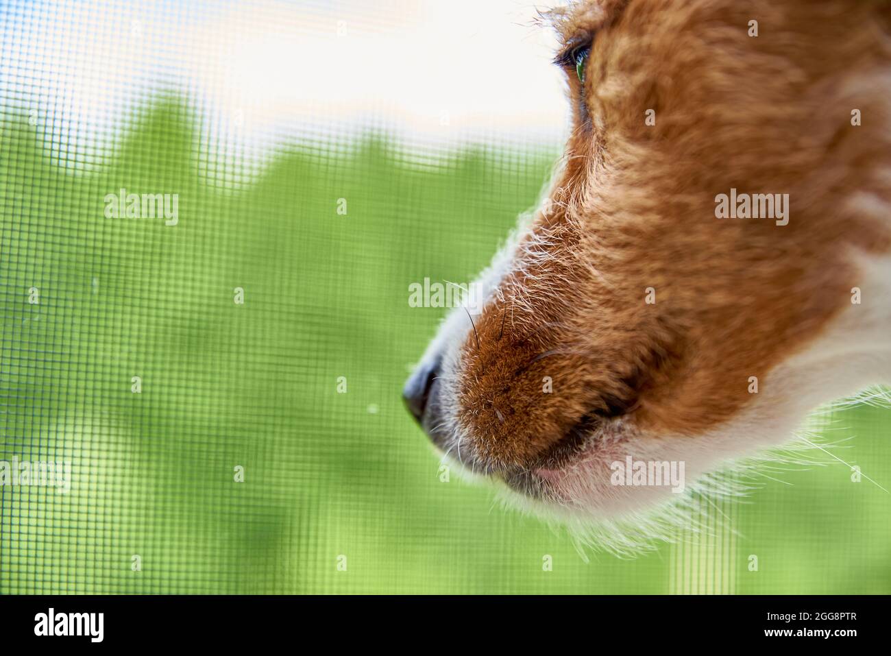 Muso del cane da vicino. Cane che guarda da su sfondo verde erba. Foto Stock