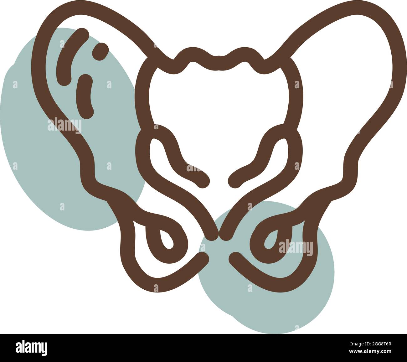 Ossa umane dell'anca, illustrazione, vettore, su sfondo bianco. Illustrazione Vettoriale