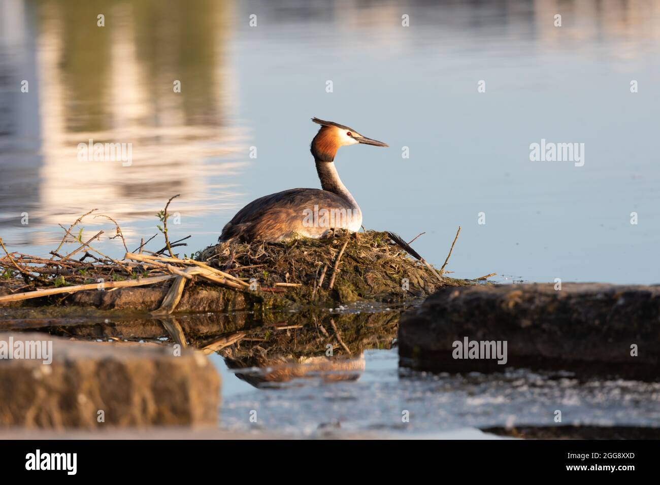 Grande crosted grebe, Dortmund Fenixsee Foto Stock