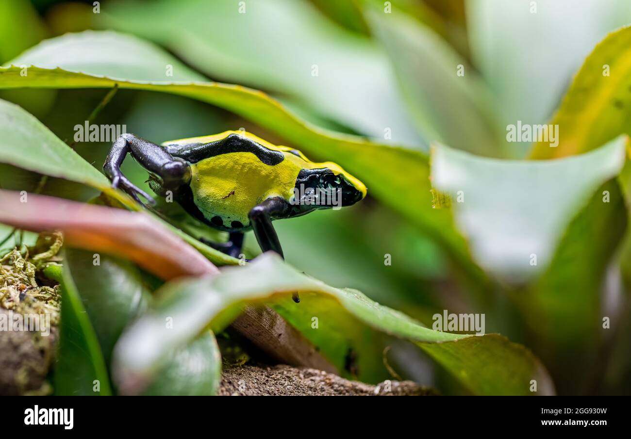Vista ravvicinata di una rana velenosa tintura 'Tumucamaque' (Dendrobates tinctorius) Foto Stock