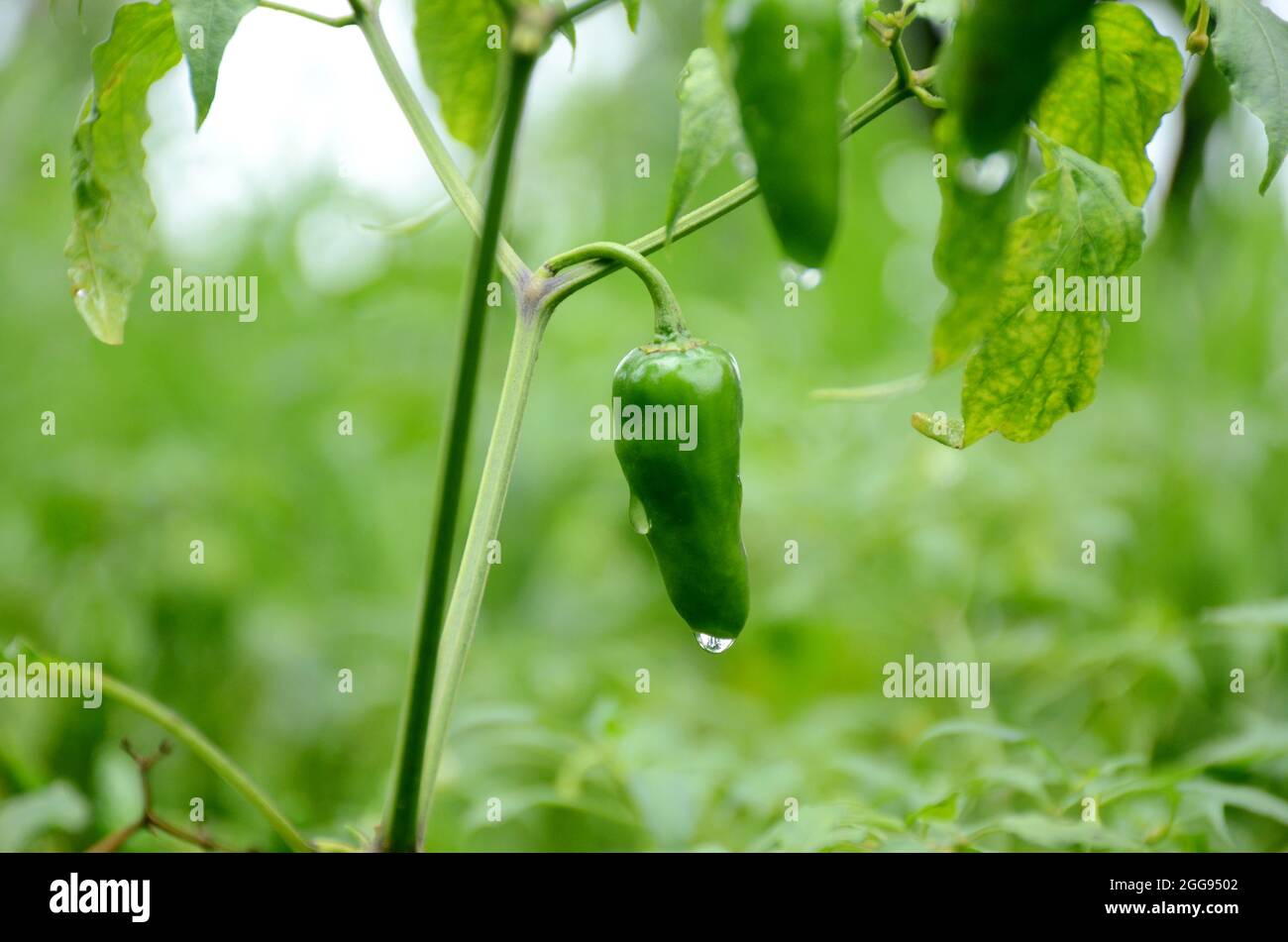 closeup il verde maturo freddo con la pianta e foglie sopra fuori fuoco sfondo verde. Foto Stock