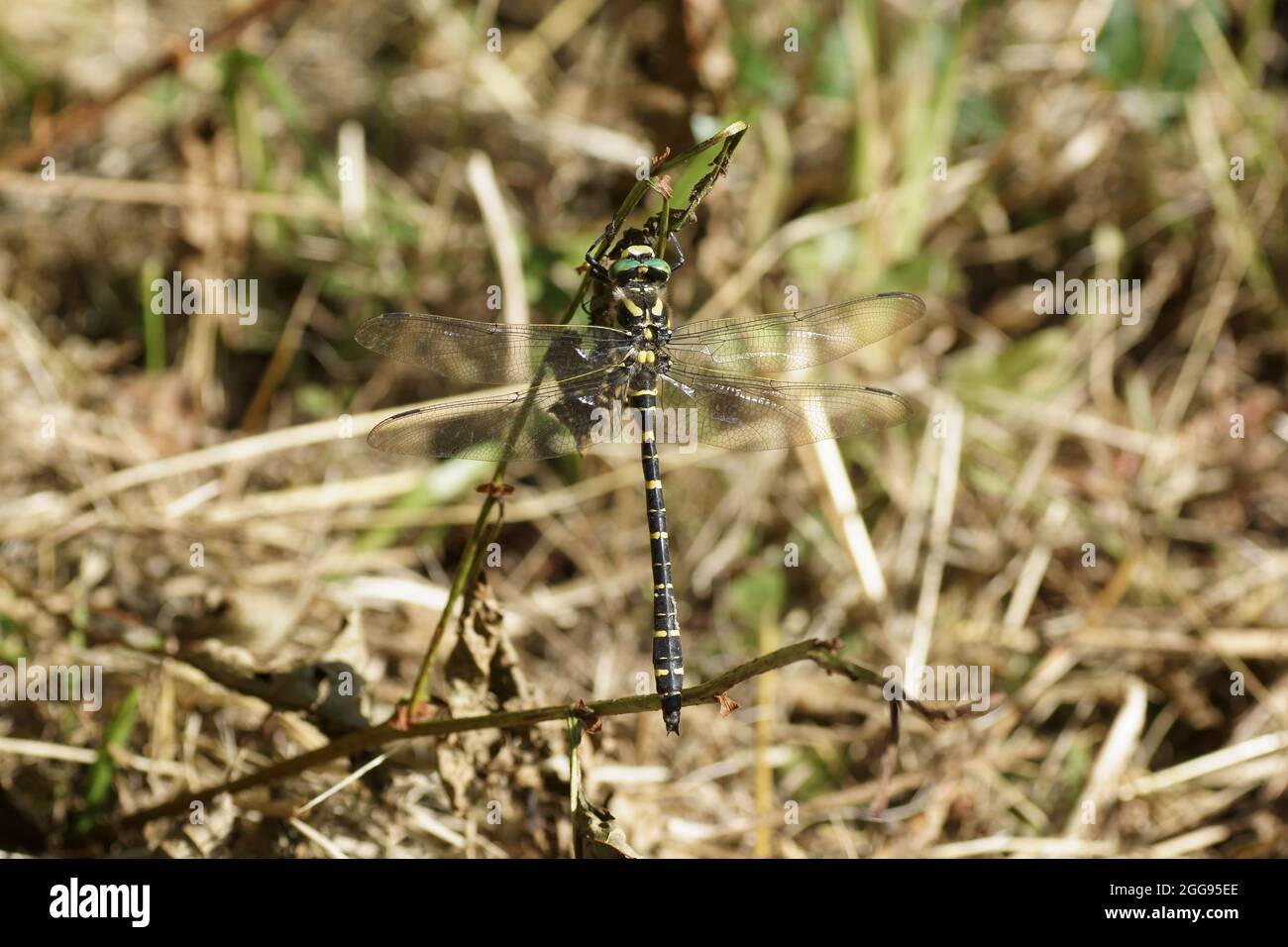 Golden-inanellati dragonfly (Cordulegaster boltonii) Foto Stock