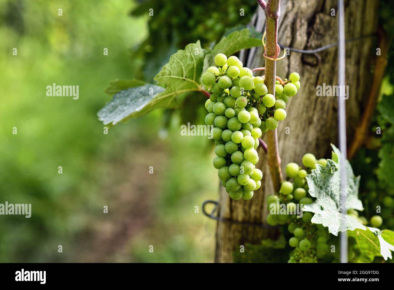 Mazzo di piccole uve di vino verde in vigna Foto Stock