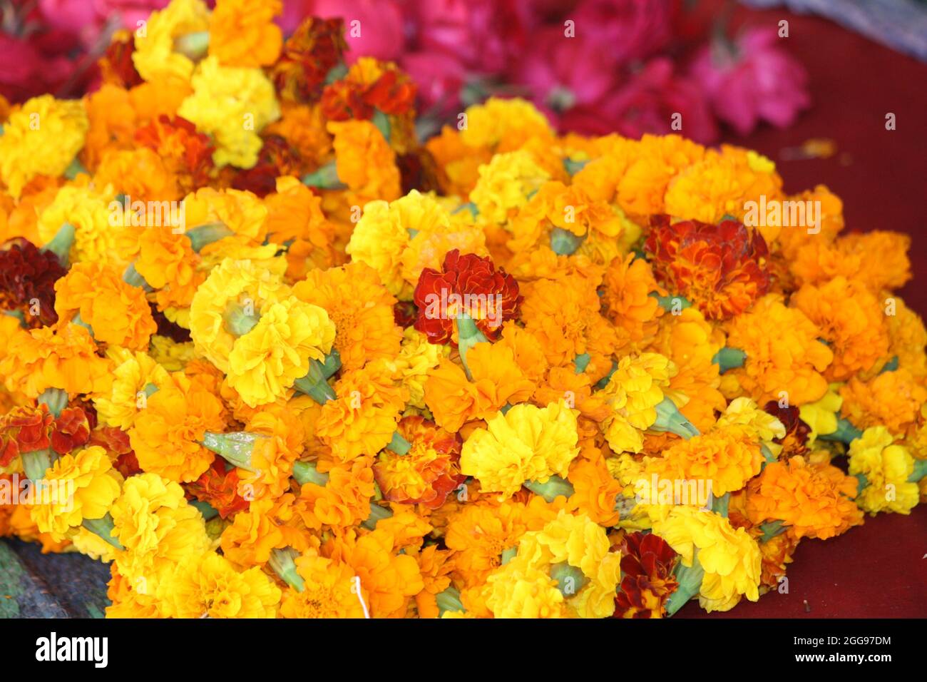 Gruppo di fiori di marigold francese (tagetes patula) Foto Stock