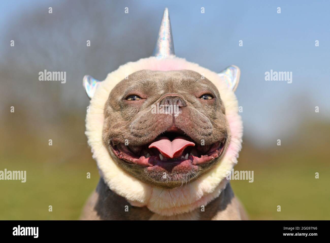 Ritratto di sorridente cane Bulldog francese indossando simpatico costume unicorn fascia Foto Stock