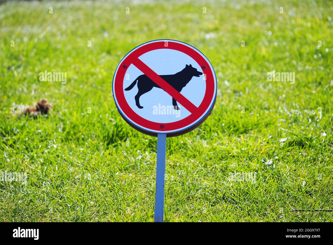 È vietato camminare con i cani. Segnale di avvertimento per gli allevatori di cani. Foto di alta qualità Foto Stock