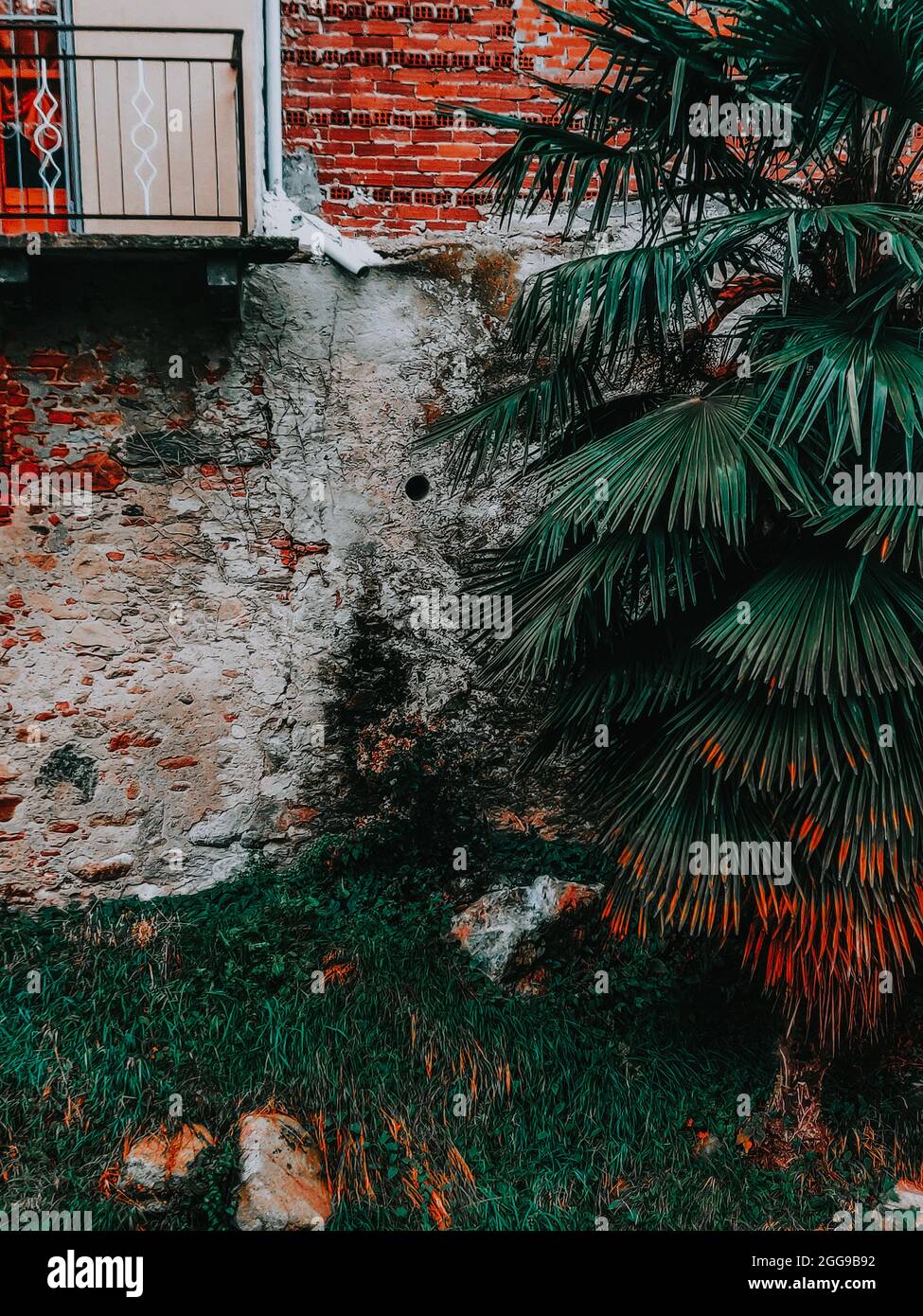 Albero di palma che cresce contro un vecchio muro di mattoni stagionato Foto Stock