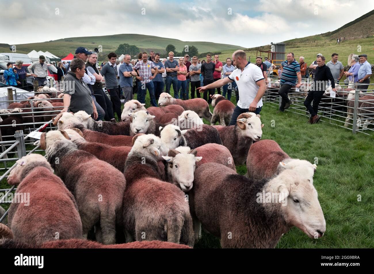 Giudicare le pecore di Herdwick ai pastori si incontrano all'Ennerdale Show, Kirkland, Cumbria, Regno Unito Foto Stock