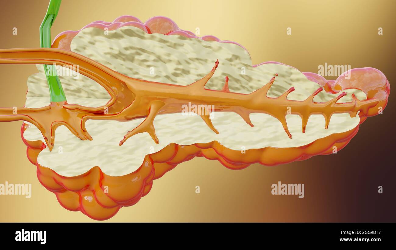 Illustrazione 3d dell'anatomia del pancreas umano, reander 3D Foto Stock