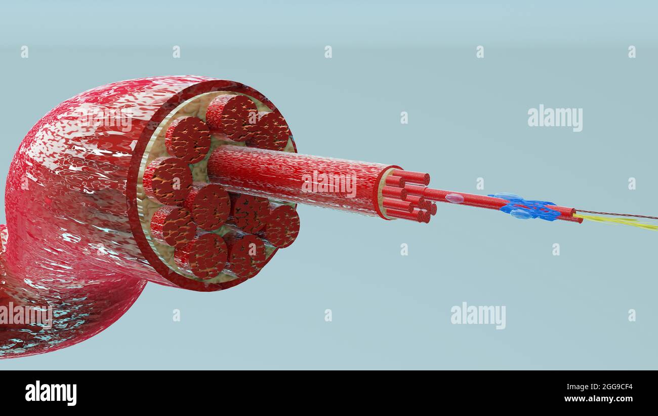 Illustrazione 3d del tipo di muscolo: Muscolo cardiaco - sezione trasversale attraverso il muscolo con fibre muscolari visibili - rendering 3D Foto Stock