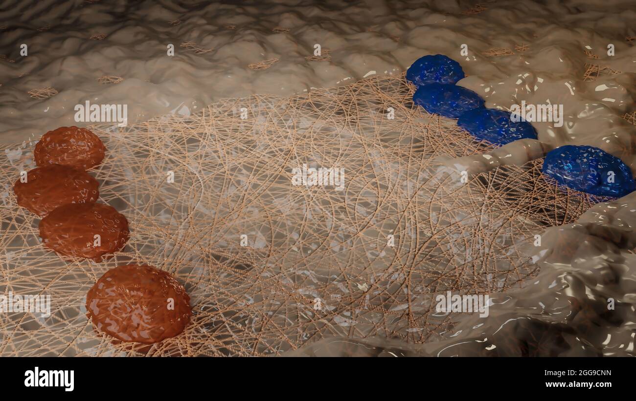 Illustrazione 3d di Osteoblaste e Osteoclaste, accurata dal punto di vista medico, modellazione e rimodellamento osseo, tessuto osseo, cellule assorbenti il calcio dalle ossa Foto Stock