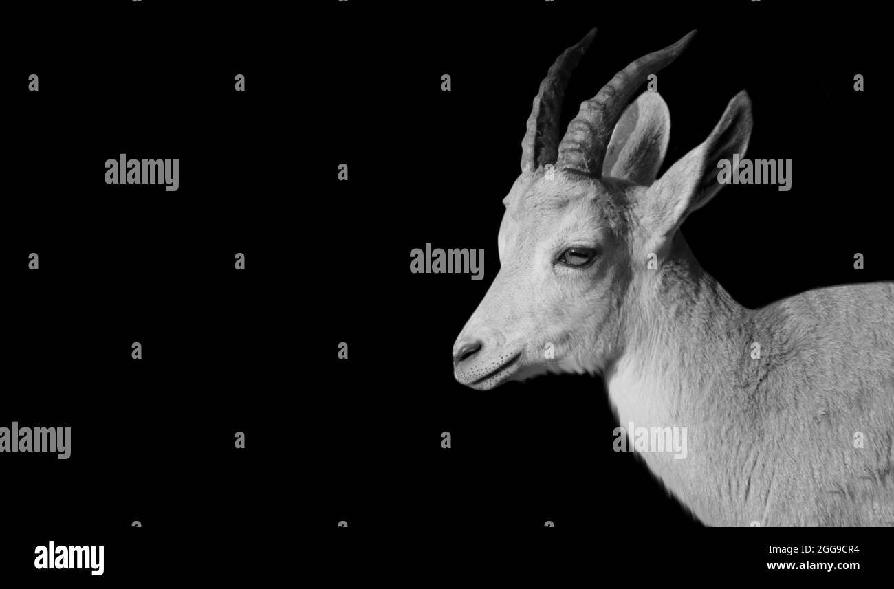 Big Horn Pyrenean Ibex sorriso volto Foto Stock