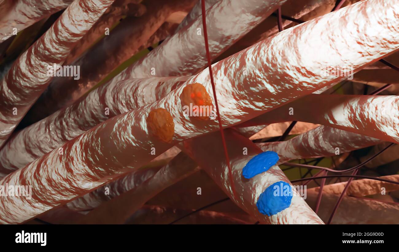Osteoblaste e Osteoclaste, accurate dal punto di vista medico, modellizzazione e rimodellamento osseo, tessuto osseo, cellule assorbenti calcio da osso e cartilagine, resa 3d Foto Stock