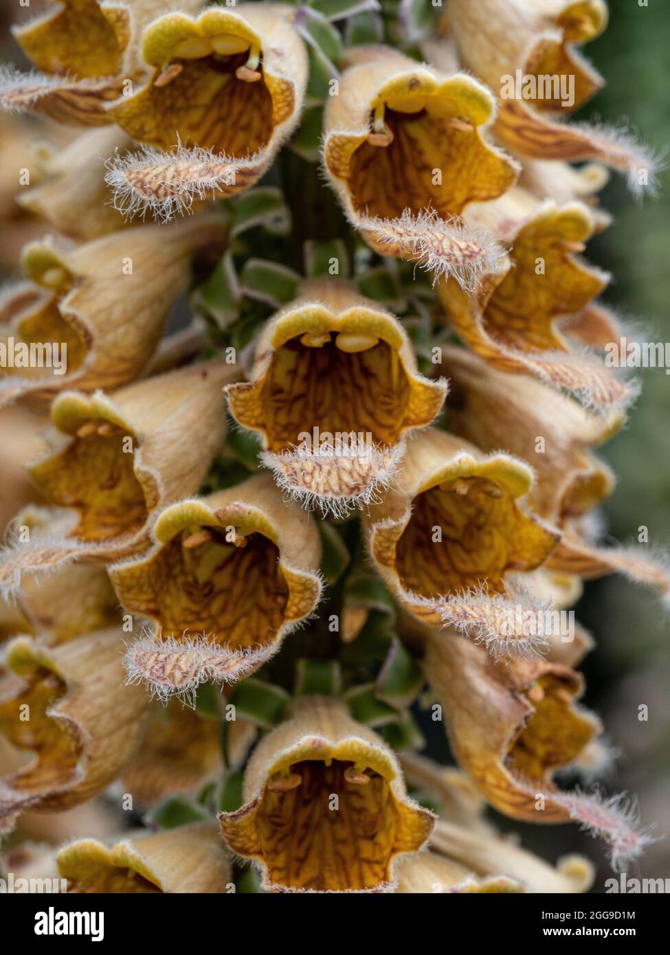 Un primo piano di una parte della punta di fiori color rame di Digitalis ferruginea Foto Stock
