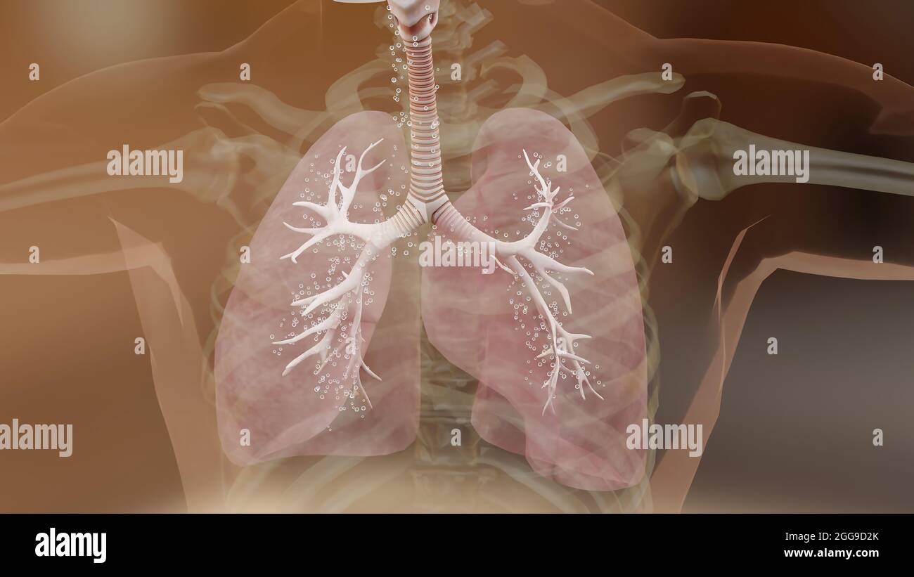 Illustrazione 3d del concetto di anatomia dei polmoni del sistema respiratorio umano. Polmone visibile, ventilazione polmonare, alta qualità realistica, rendering 3d Foto Stock