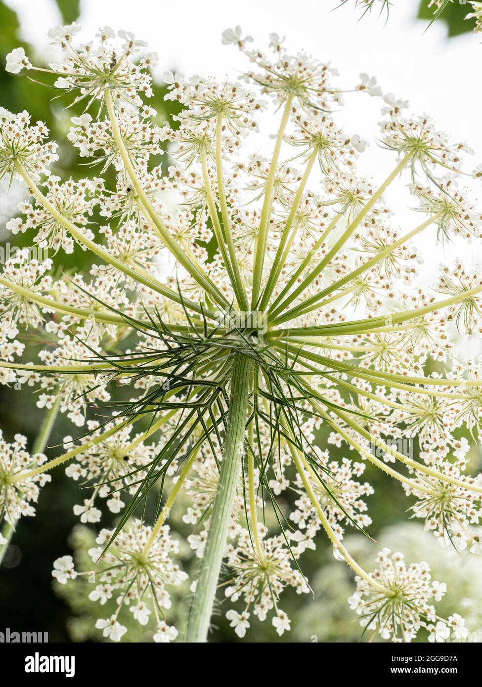 Un primo piano della parte inferiore di un fiore di carota selvaggia contro la luce che mostra il pizzo delicato come il modello dei fiori Foto Stock