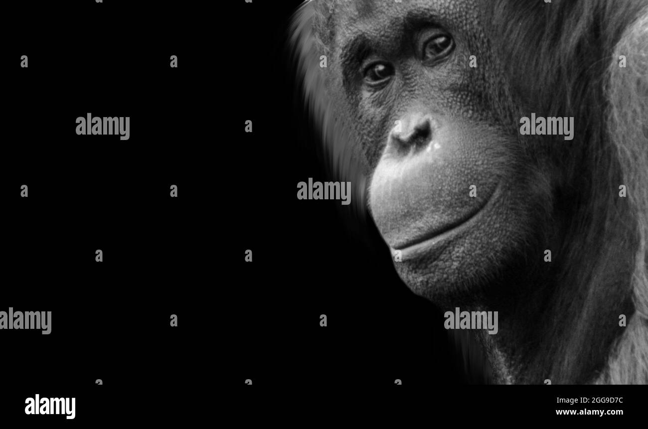 Big Hair Orangutan Closeup in sfondo nero Foto Stock