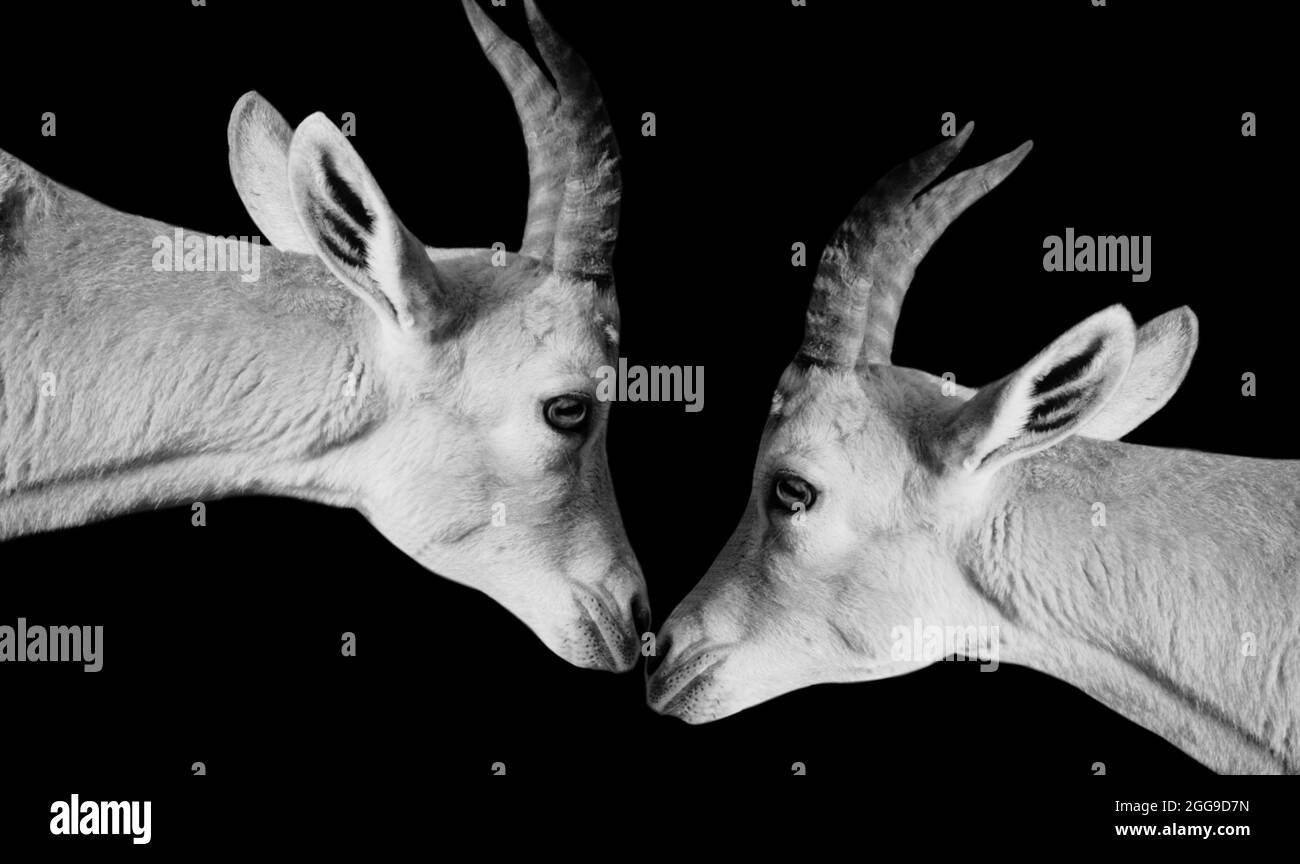 Due Nubian Ibex si chiudono insieme in sfondo nero Foto Stock