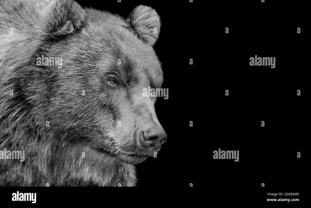 Dangerous Heavy Black and White Bear Closeup Foto Stock