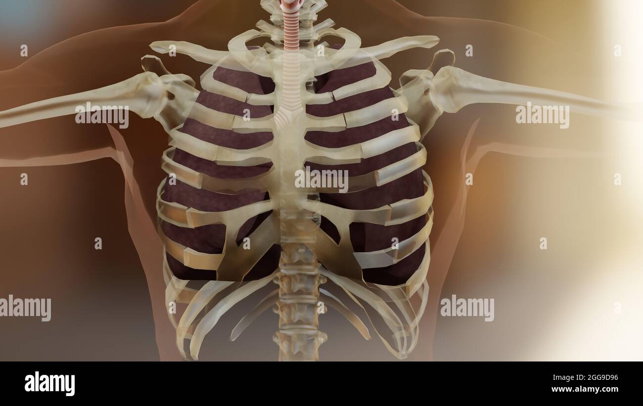 Illustrazione 3d del sistema respiratorio umano, concetto di polmoni fumatori di sigarette, polmone visibile, ventilazione polmonare, patologia, dipendenza da nicotina, da Foto Stock