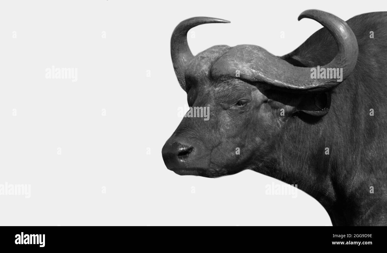 Black Big Horn Buffalo Closeup sullo sfondo bianco Foto Stock