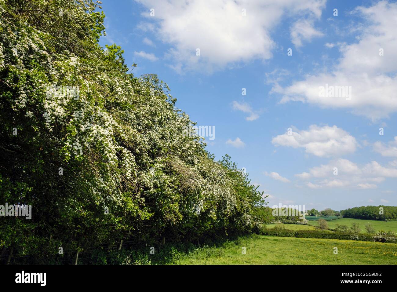 Siepe di biancospino in fiore, OsMaston, Derbyshire Foto Stock