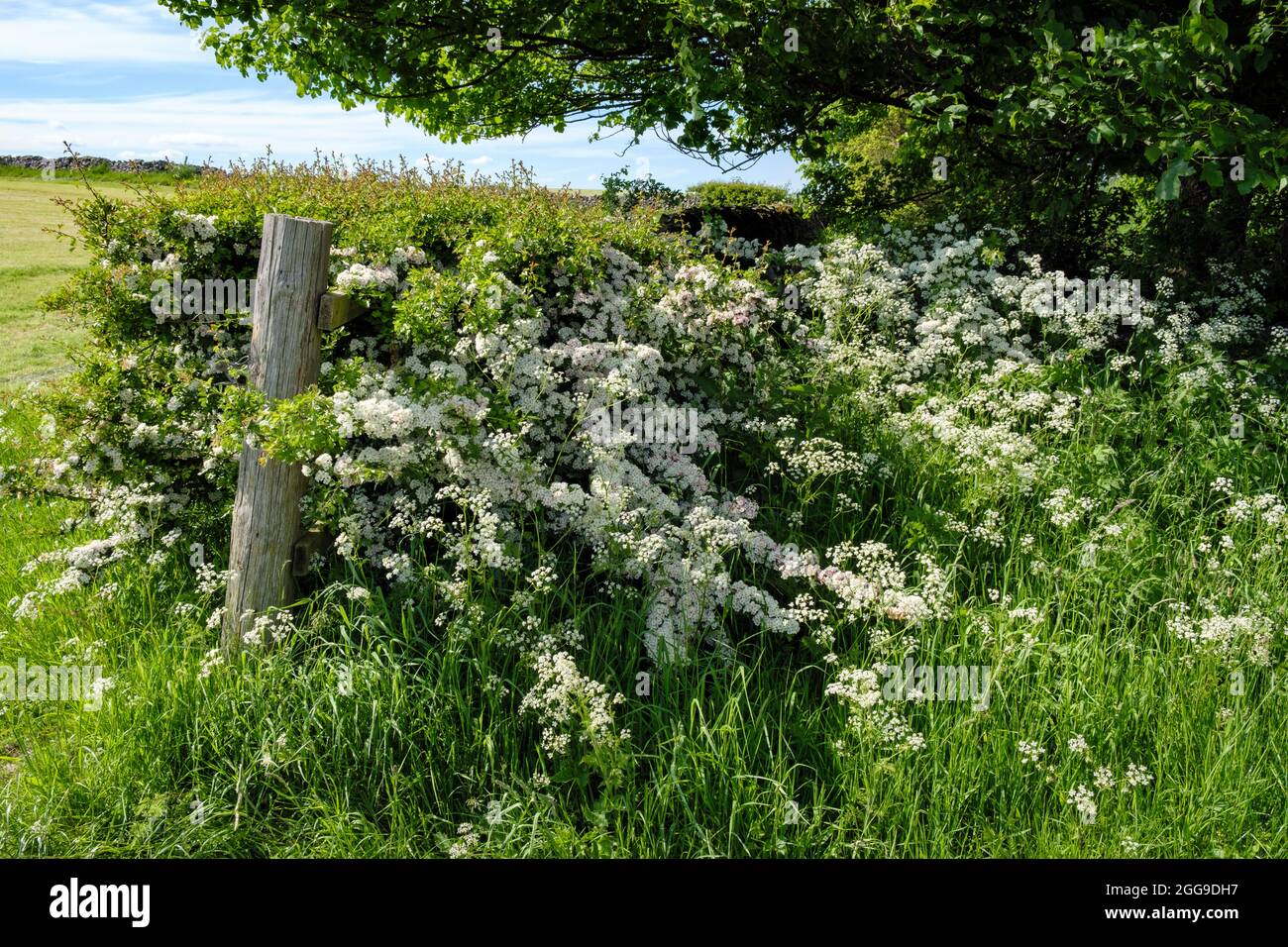 Un hedgerow inglese in estate con biancospino e prezzemolo di vacca, Bradbourne, Derbyshire Foto Stock