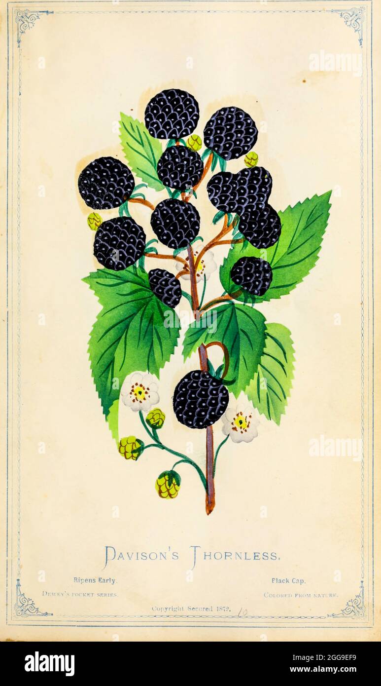 Il BlackBerry senza palle di Davison della Dewey's Pocket Series' il libro degli esemplari in tasca del vivaio : colorato dalla natura : frutta, fiori, alberi ornamentali, arbusti, rose, &c di Dewey, D. M. (Dellon Marcus), 1819-1889, editore; Mason, S.F pubblicato a Rochester, NY da D.M. Dewey nel 1872 Foto Stock