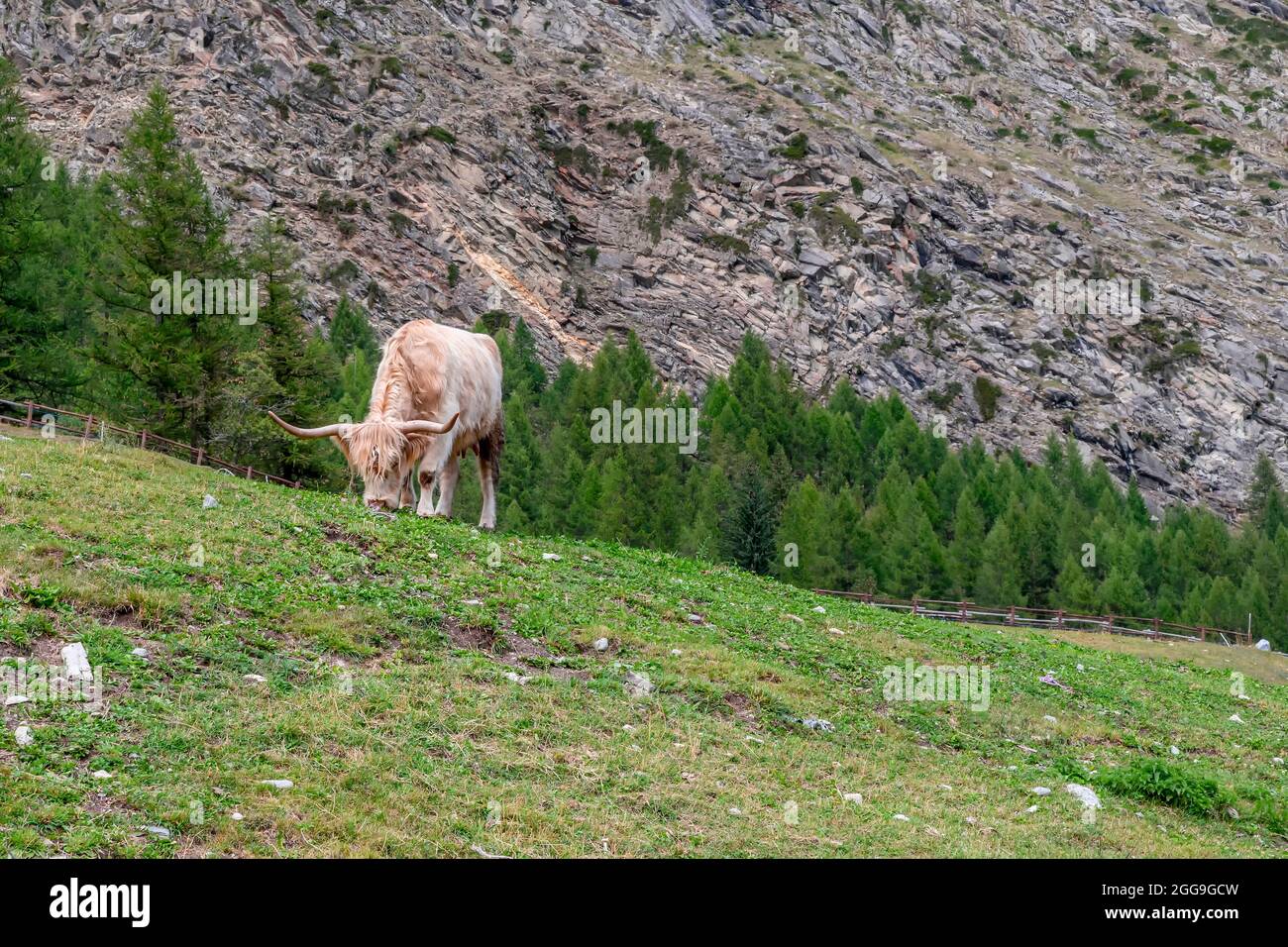 Una mucca grande con capelli lunghi e corna grandi sgranatura l'erba in Valnontey, Valle d'Aosta, Italia Foto Stock