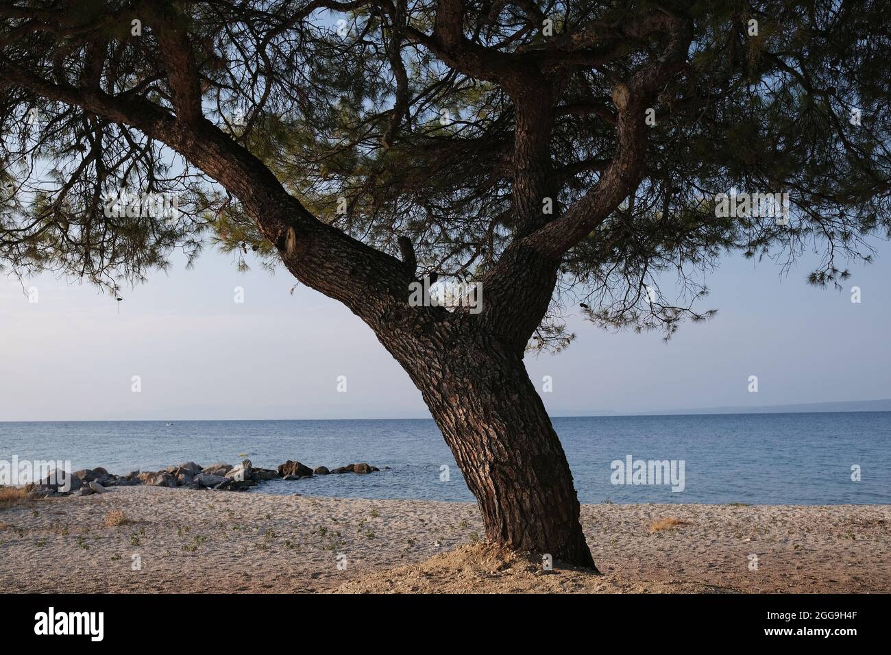 Bellissimo grande albero di fronte alla spiaggia di sabbia di Glarokavos in Halkidiki Grecia Foto Stock